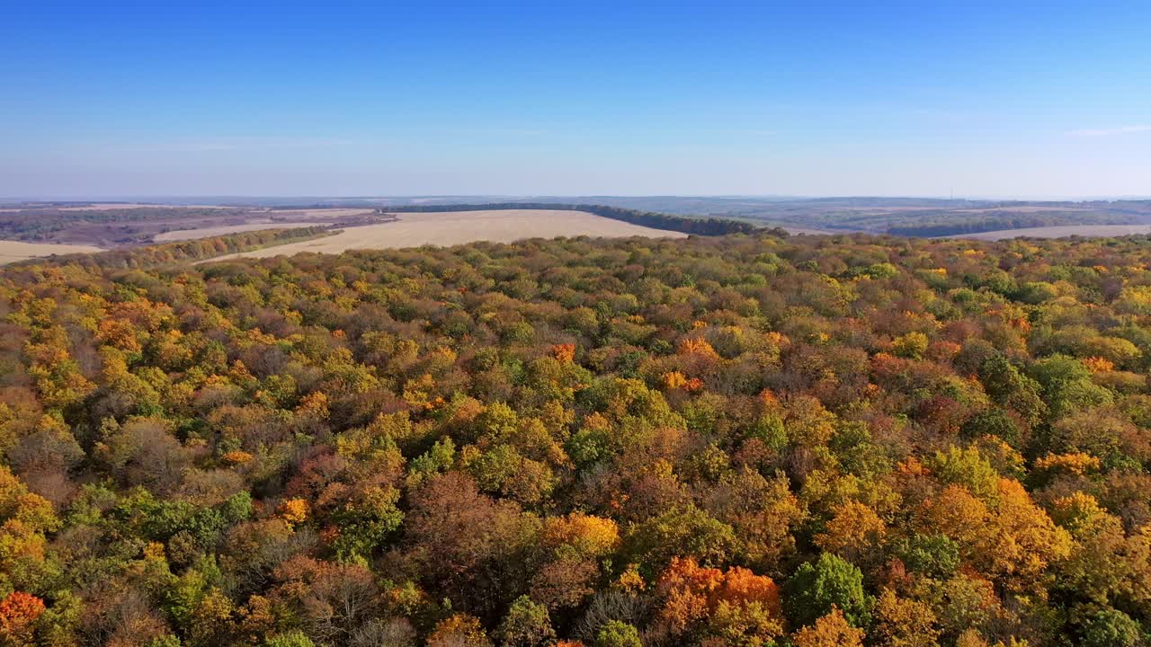 Wood and trees in autumn. Aerial view of colorful fall foliage of forest in countryside