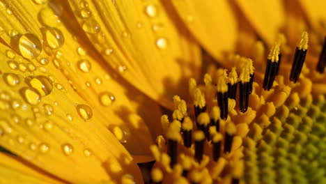 close-up of yellow flower petals with water droplets
