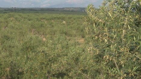 olive grove landscape