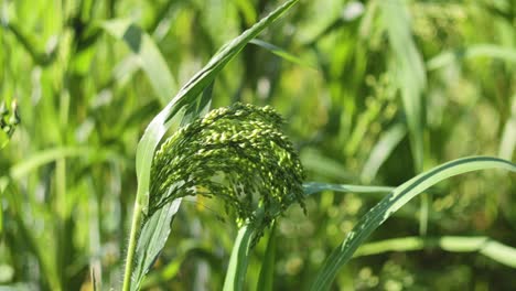 close-up of green millet swaying in wind