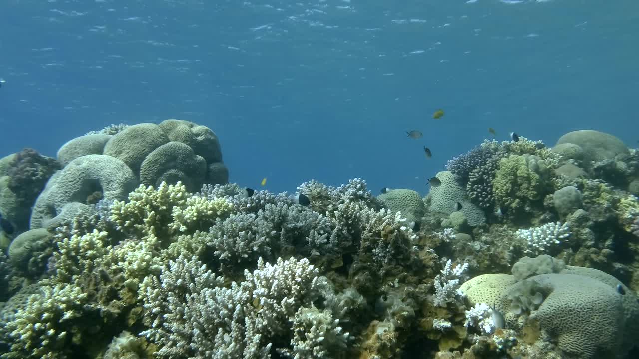 la cámara se mueve lateralmente hacia el lado derecho a lo largo del arrecife con peces tropicales. coloridos peces tropicales nadan en hermosos arrecifes de coral en aguas poco profundas. vida submarina en el océano.