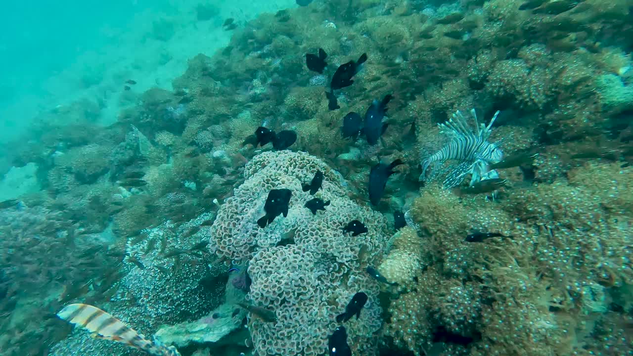 de cerca de peces león venenosos entre cardúmenes de pequeños peces tropicales que nadan sobre el arrecife de coral en el triángulo de coral de timor-leste, en el sureste de asia