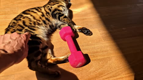 a bengal domestic cat lies on her side and plays while being stroked by her owner.