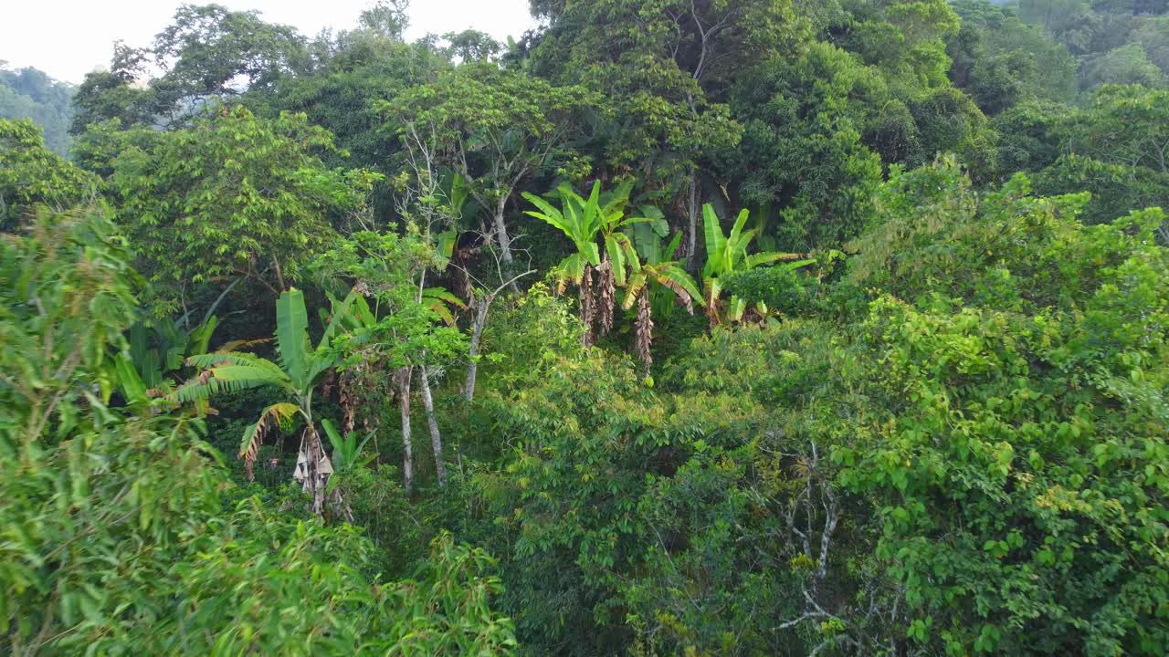 verde en américa del sur, árboles de plátano en la selva, vuelo a través de los árboles, aéreo