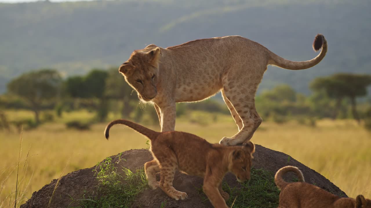 slow motion van afrika wilde dieren, twee schattige leeuwenjongens spelen met leeuwin moeder in masai mara, kenia, grappige jonge leeuwen dieren op afrikaanse wilde dieren safari in maasai mara