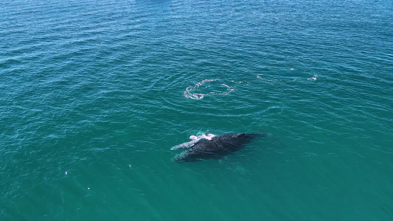 Male escort whale protecting a new born calf whale and its mother while swimming during the migration season. Aerial view