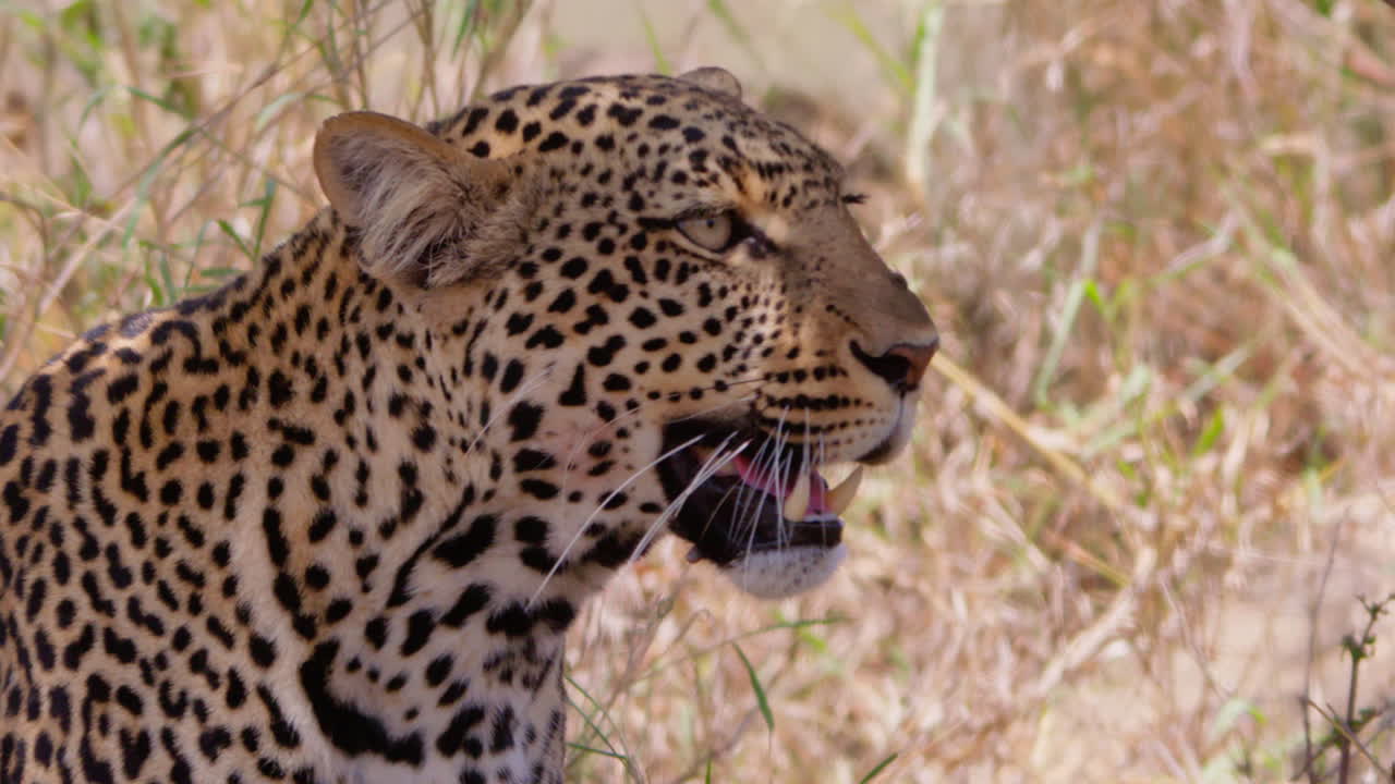 Öğle vakti savanada yürüyen leoparlar