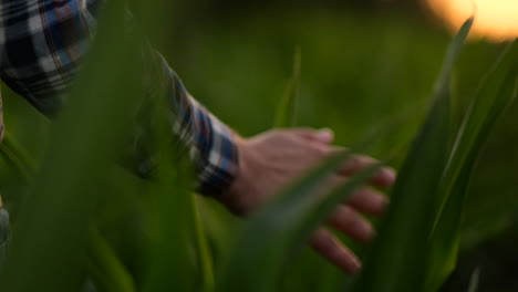 Nahaufnahme-Einer-Männlichen-Hand,-Die-Ein-Blatt-Berührt.-Ein-älterer-Landwirt-Hält-Auf-Einem-Maisfeld-Einen-Laptop-Und-übernimmt-Die-Kontrolle-über-Den-Ertrag