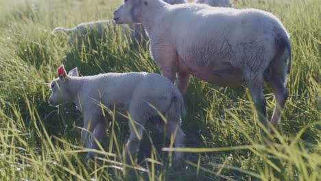 cute animals sheep dolly and lamb livestock grazing on the pasture field grass at daylight sunny day