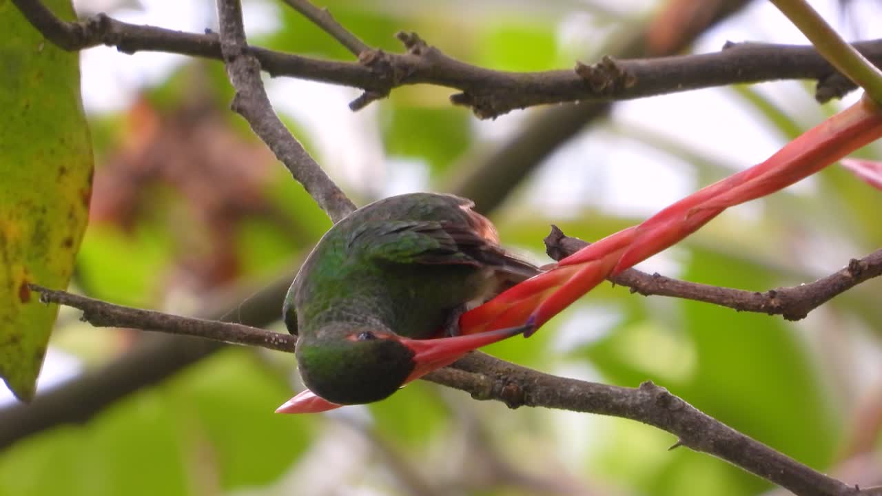 colibrí de pico naranja largo y gris de cerca en la rama del árbol colombia
