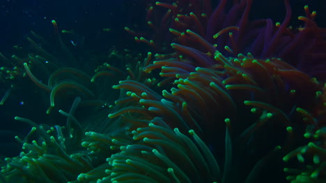 vibrant green-tipped sea anemones underwater