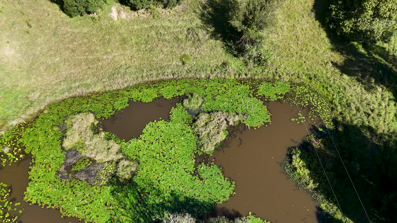 Drone footage captures a serene pond surrounded by lush greenery on a sunny day, showcasing natural beauty and tranquility