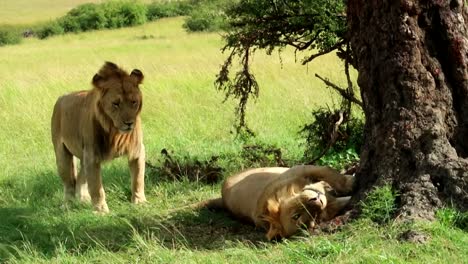 Nahaufnahme-Eines-Süßen-Männlichen-Löwen,-Der-Einen-Anderen-Löwen-Auf-Einer-Safari-In-Afrika-Kuschelt