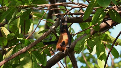 Zorro-Volador-O-Pteropus-Lyleior,-Despega-Mientras-Mira-Hacia-Abajo-Y-Su-Genital-Masculino-Expuesto-Con-Ramas-Y-Hojas-Como-Fondo