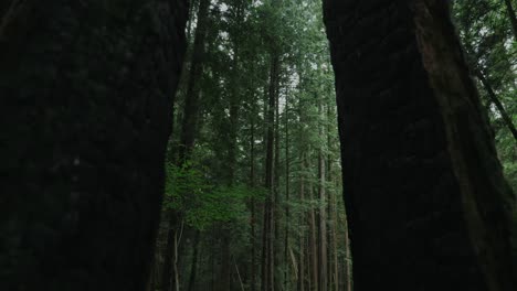 Vancouver-Britisch-Kolumbien-Wald