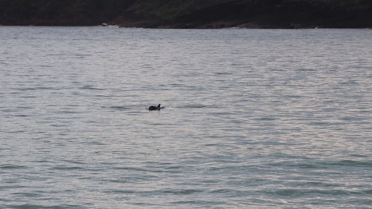 Handheld shot with Dolphins swimming in the early morning near Fingal Beach NSW Australia