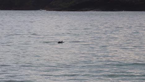 handheld shot with dolphins swimming in the early morning near fingal beach nsw australia