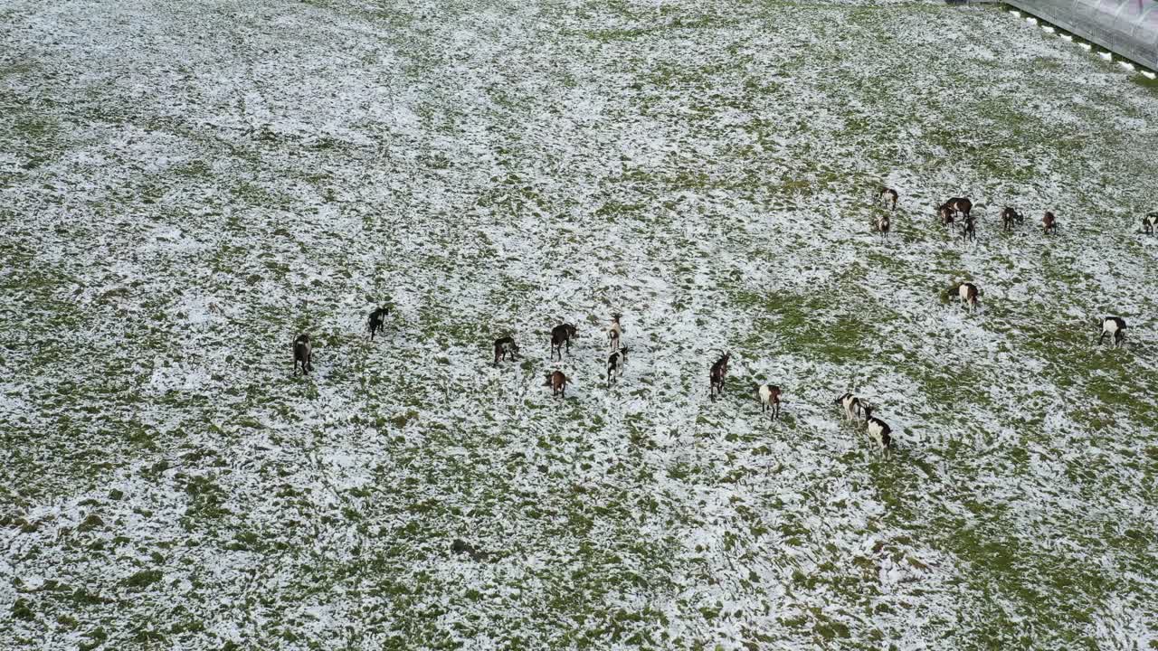 A herd of goats grazing on a partially snow-covered field in the Zillertal Alps.