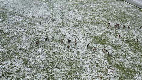 a herd of goats grazing on a partially snow-covered field in the zillertal alps.