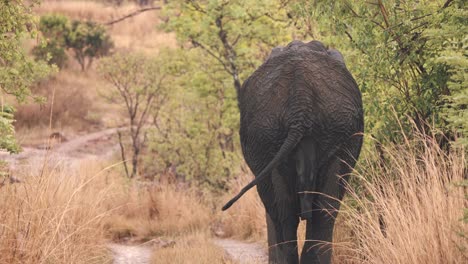 Grupa-Mojada-Y-Moviendo-La-Cola-Del-Elefante-Africano-En-La-Sabana