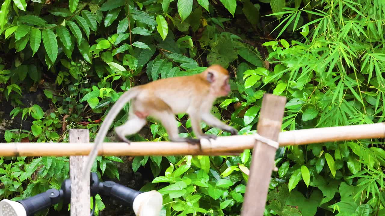 Monkey skillfully navigates bamboo rail in jungle