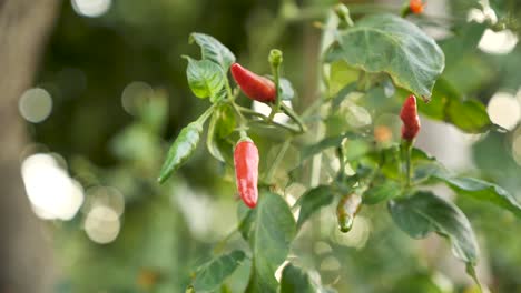 Planta-De-Chile-Rojo-Maduro,-Cerrar