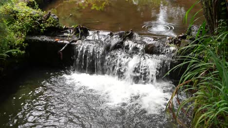 arroyo en el bosque con agua corriendo en las montañas