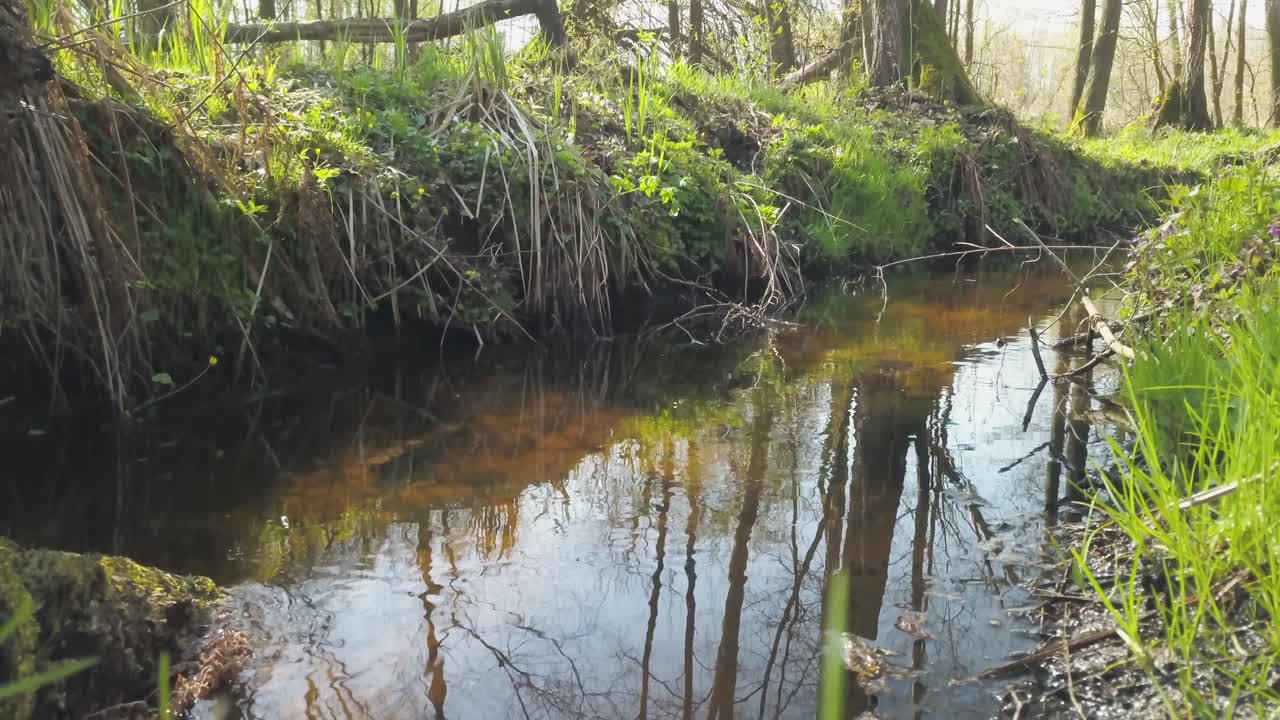 contempla la majestuosa belleza del bosque que rodea el arroyo topiec