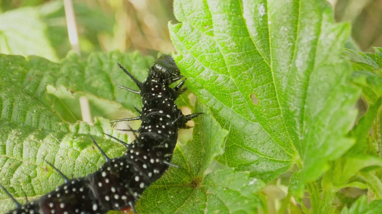 Caterpillar turns gently along edge of leaf, leaf detail visible in foreground