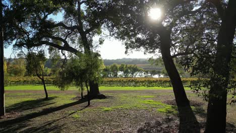 Sun-Shining-Through-Tree-Leaves-At-Vineyards-Of-Margaret-River-At-Sunny-Day