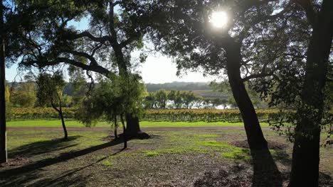 sun shining through tree leaves at vineyards of margaret river at sunny day