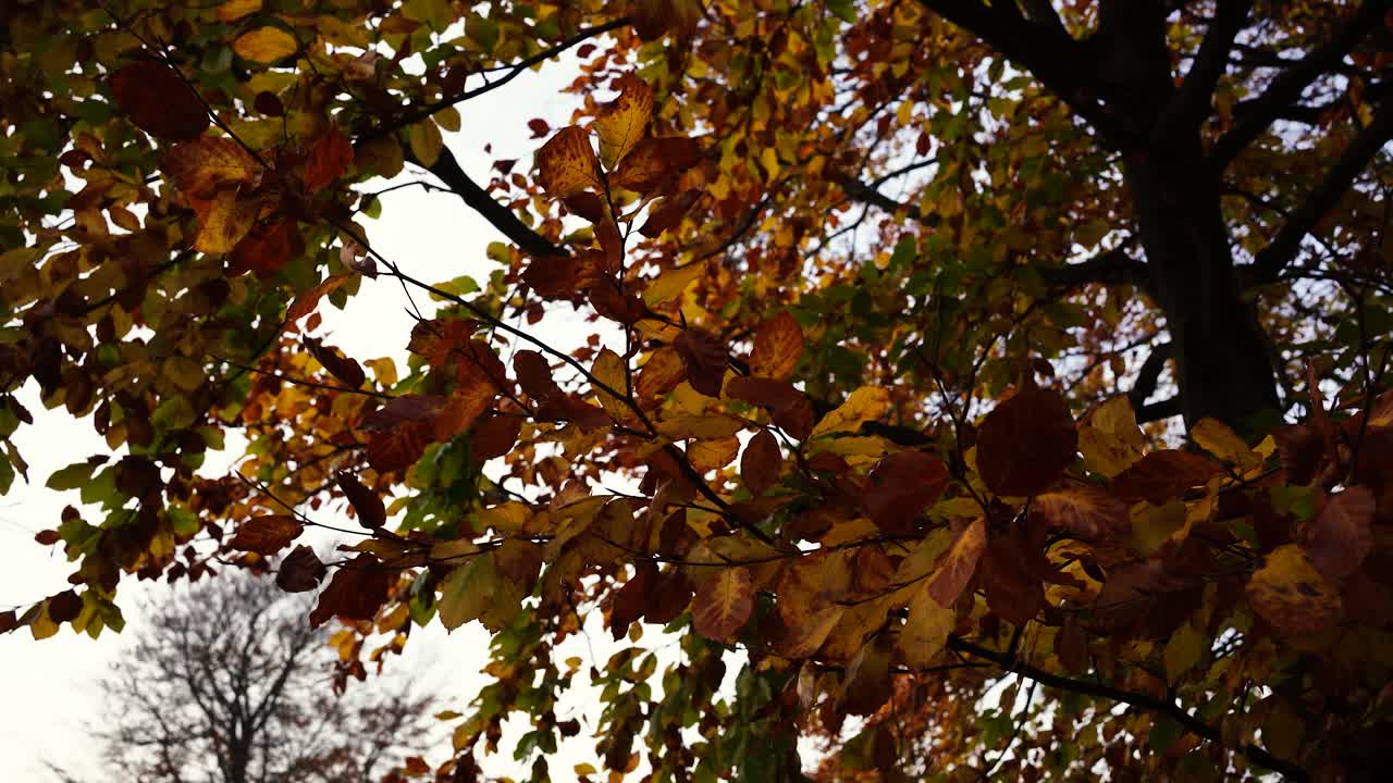 The green yellow leaves on the tree sway in the wind in the autumn