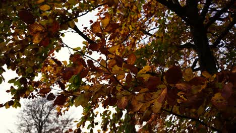 the green yellow leaves on the tree sway in the wind in the autumn