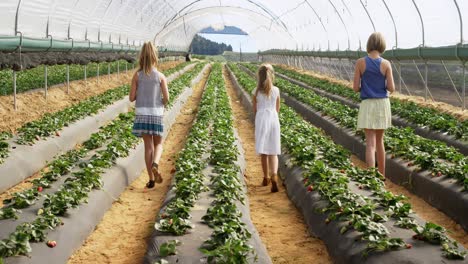 Girls-walking-together-in-the-strawberry-farm-4k