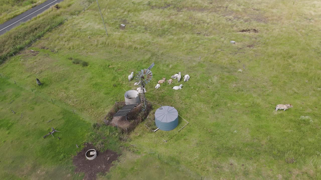 풍차 근처 에서 가축 들 이 먹이 를 먹고 있는 모습