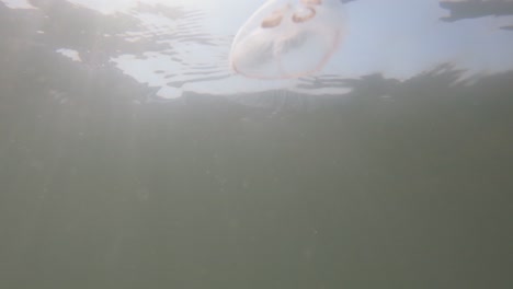 vista submarina en cámara lenta de medusas en el mar