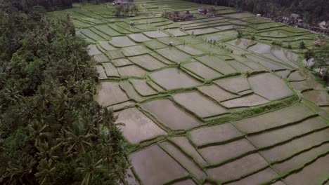 AERIAL:-Rice-terraces-in-Ubud-Bali