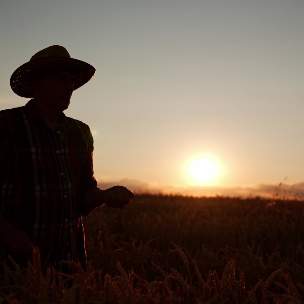 Black silhouette of an old farmer standing in the farmland at sunset. Man pouring grain of wheat
