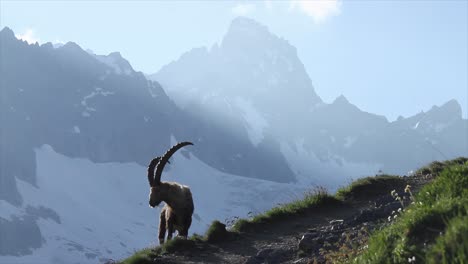 Alpiner-Steinbock,-Der-Mit-Schneebedeckter-Bergkulisse-Weidet,-Italienische-Alpen