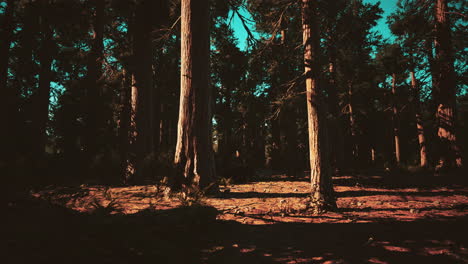 famous-Sequoia-park-and-giant-sequoia-tree-at-sunset