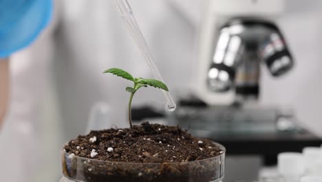 cannabis sprout being cultivated in a laboratory setting