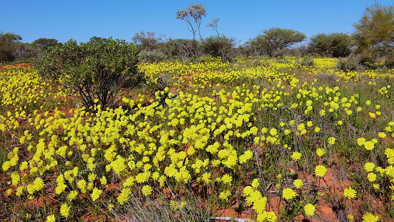 호주의 봄에 피는 아름다운 노란색 야생화 1