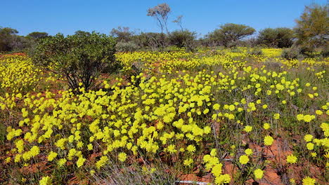 hermosas flores silvestres amarillas florecen en primavera en australia 1