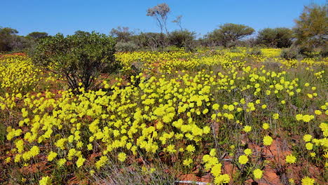 beautiful yellow wildflowers bloom in spring in australia 1