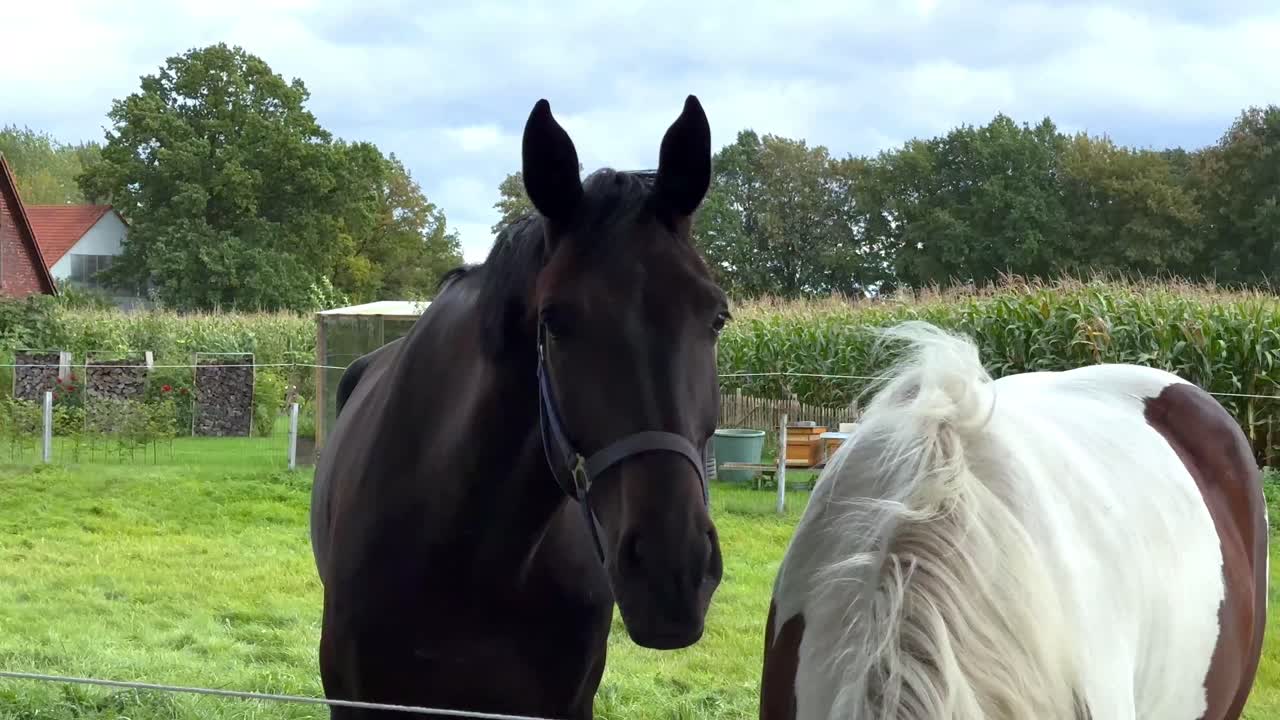 retrato de un caballo blanco y marrón pastando al aire libre en una granja rural en un día nublado, acercamiento en cámara lenta
