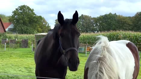 portrait of white and brown horse grazing outdoors on countryside farm at cloudy day, slow motion closeup