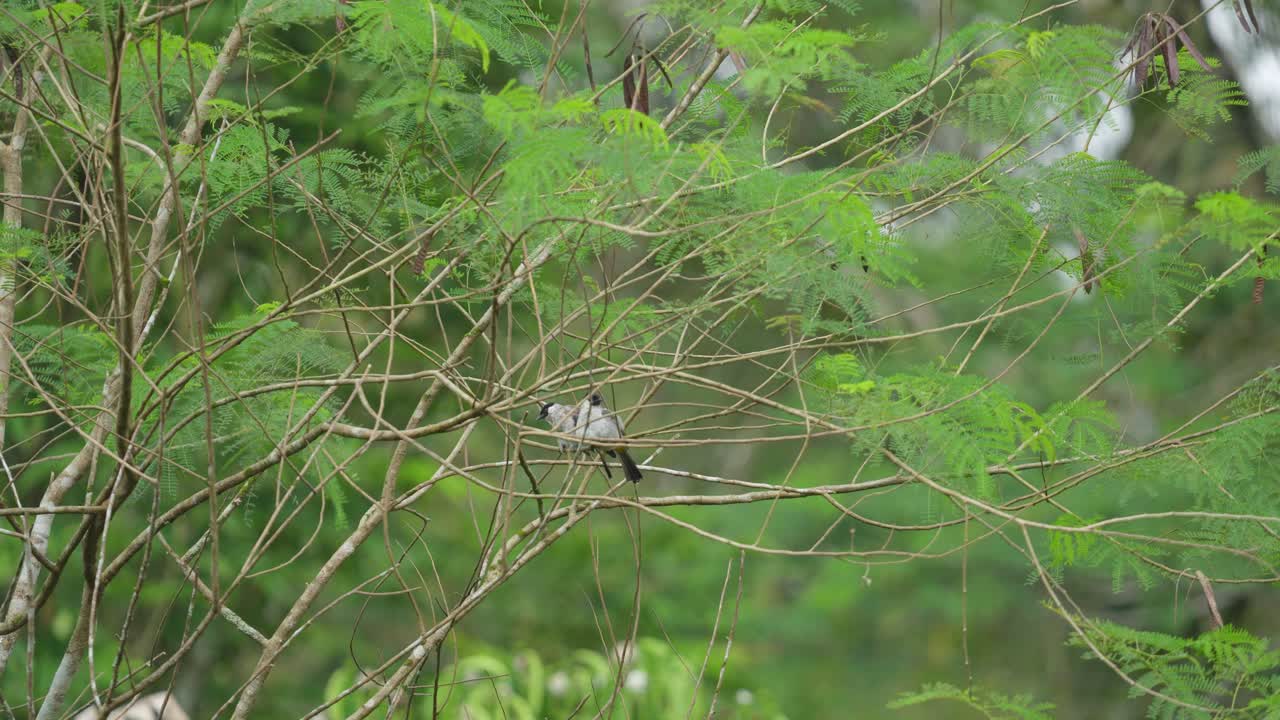 나무 가지 에 서 있는 새