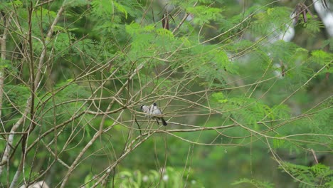 un pájaro posado en una rama de un árbol
