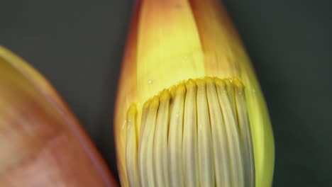 flor de plátano rica en nutrientes o flor de plátano o moca tiene muchos beneficios nutricionales