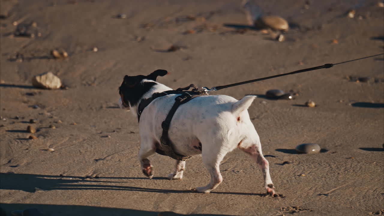 Close up of a Russell Terrier dog walking on the beach